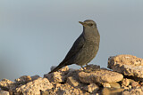 Image. Blue Rock Thrush