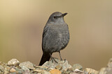 Image. Blue Rock Thrush