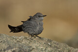 Image. Blue Rock Thrush