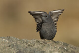 Image. Blue Rock Thrush
