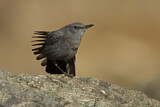 Image. Blue Rock Thrush