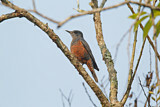 Image. Blue Rock Thrush