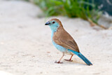 Image. Blue Waxbill