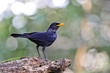 Image. Blue Whistling Thrush