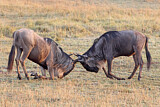 Image. Blue Wildebeest