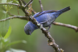 Image. Blue-and-black Tanager