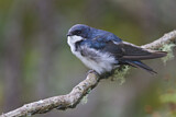 Image. Blue-and-white Swallow