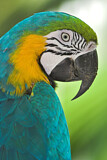 Image. Blue-and-yellow Macaw
