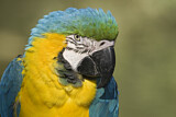Image. Blue-and-yellow Macaw