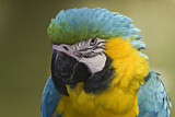 Image. Blue-and-yellow Macaw