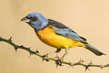 Image. Blue-and-yellow Tanager