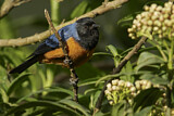 Image. Blue-backed Conebill