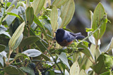Image. Blue-backed Conebill