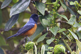 Image. Blue-backed Conebill