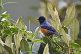Image. Blue-backed Conebill