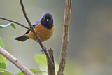 Image. Blue-backed Conebill