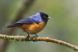 Image. Blue-backed Conebill