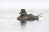 Image. Blue-billed Duck