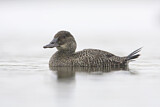 Image. Blue-billed Duck
