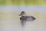 Image. Blue-billed Duck
