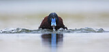 Image. Blue-billed Duck