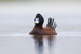 Image. Blue-billed Duck
