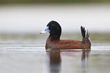 Image. Blue-billed Duck
