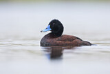 Image. Blue-billed Duck
