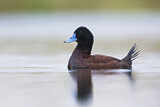 Image. Blue-billed Duck