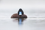 Image. Blue-billed Duck