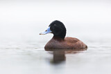Image. Blue-billed Duck
