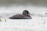 Image. Blue-billed Duck