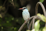 Image. Blue-breasted Kingfisher