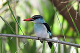 Image. Blue-breasted Kingfisher