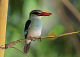 Image. Blue-breasted Kingfisher