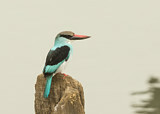 Image. Blue-breasted Kingfisher
