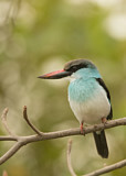 Image. Blue-breasted Kingfisher
