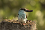 Image. Blue-breasted Kingfisher