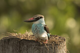 Image. Blue-breasted Kingfisher