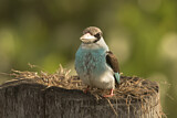 Image. Blue-breasted Kingfisher
