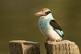 Image. Blue-breasted Kingfisher