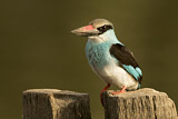 Image. Blue-breasted Kingfisher