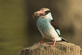 Image. Blue-breasted Kingfisher