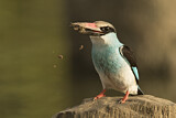 Image. Blue-breasted Kingfisher