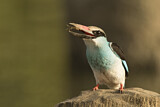 Image. Blue-breasted Kingfisher