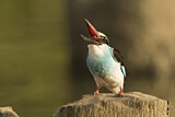 Image. Blue-breasted Kingfisher