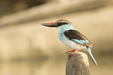Image. Blue-breasted Kingfisher