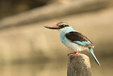 Image. Blue-breasted Kingfisher