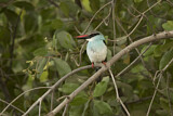 Image. Blue-breasted Kingfisher