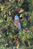 Image. Blue-capped Cordon-bleu